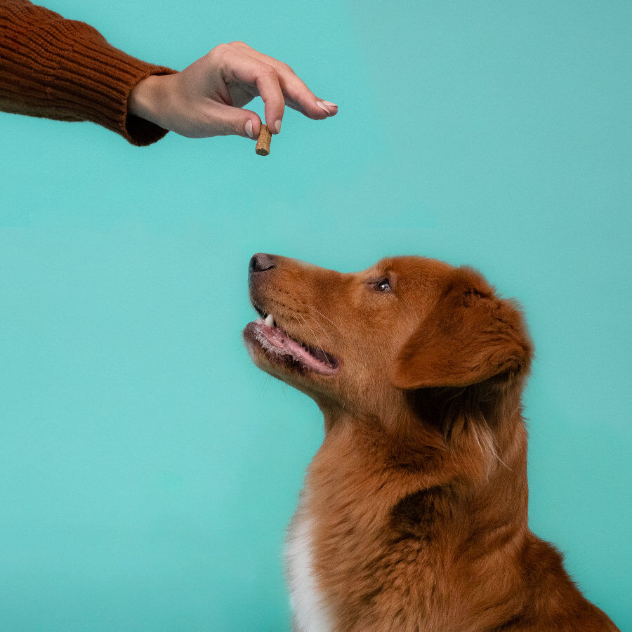 50 g Edgard y Cooper Snacks Grandes de Borrego e Peru para c&atilde;es , , large Imagem n&uacute;mero 4